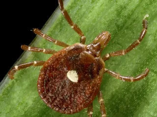 A female lone star tick with a single white spot on its reddish-brown back, on a blade of grass