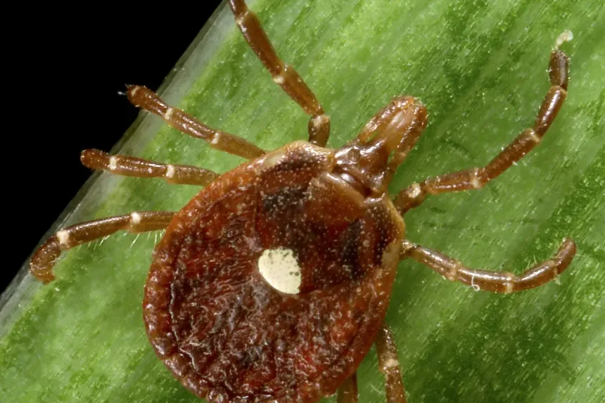 A female lone star tick with a single white spot on its reddish-brown back, on a blade of grass