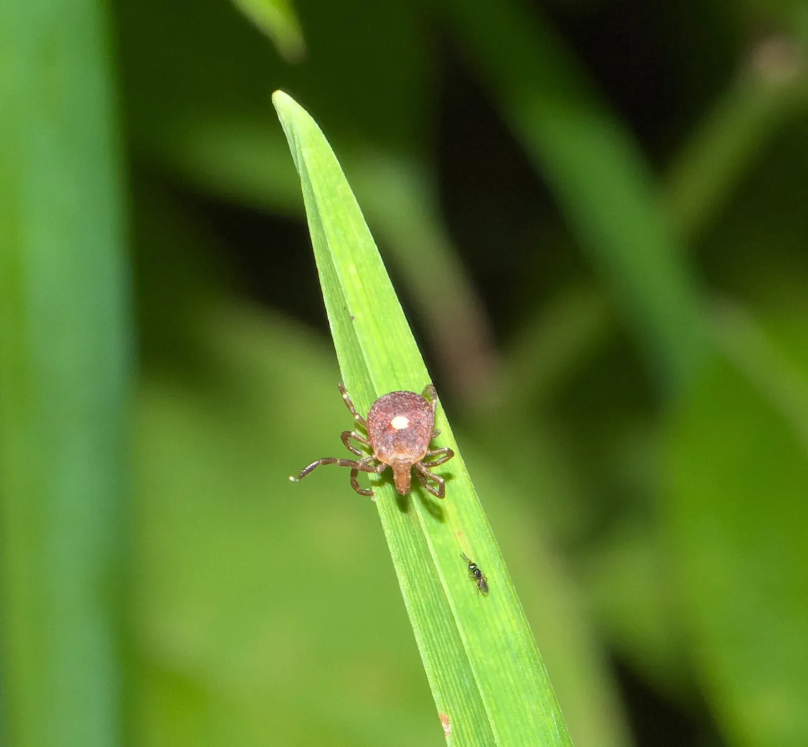 A small lone star tick waiting at the tip of a grass blade