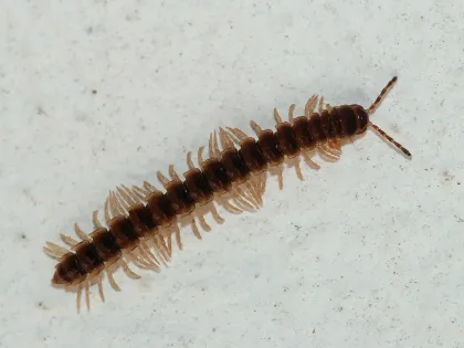 A slender dark brown greenhouse millipede with pale legs on a light surface