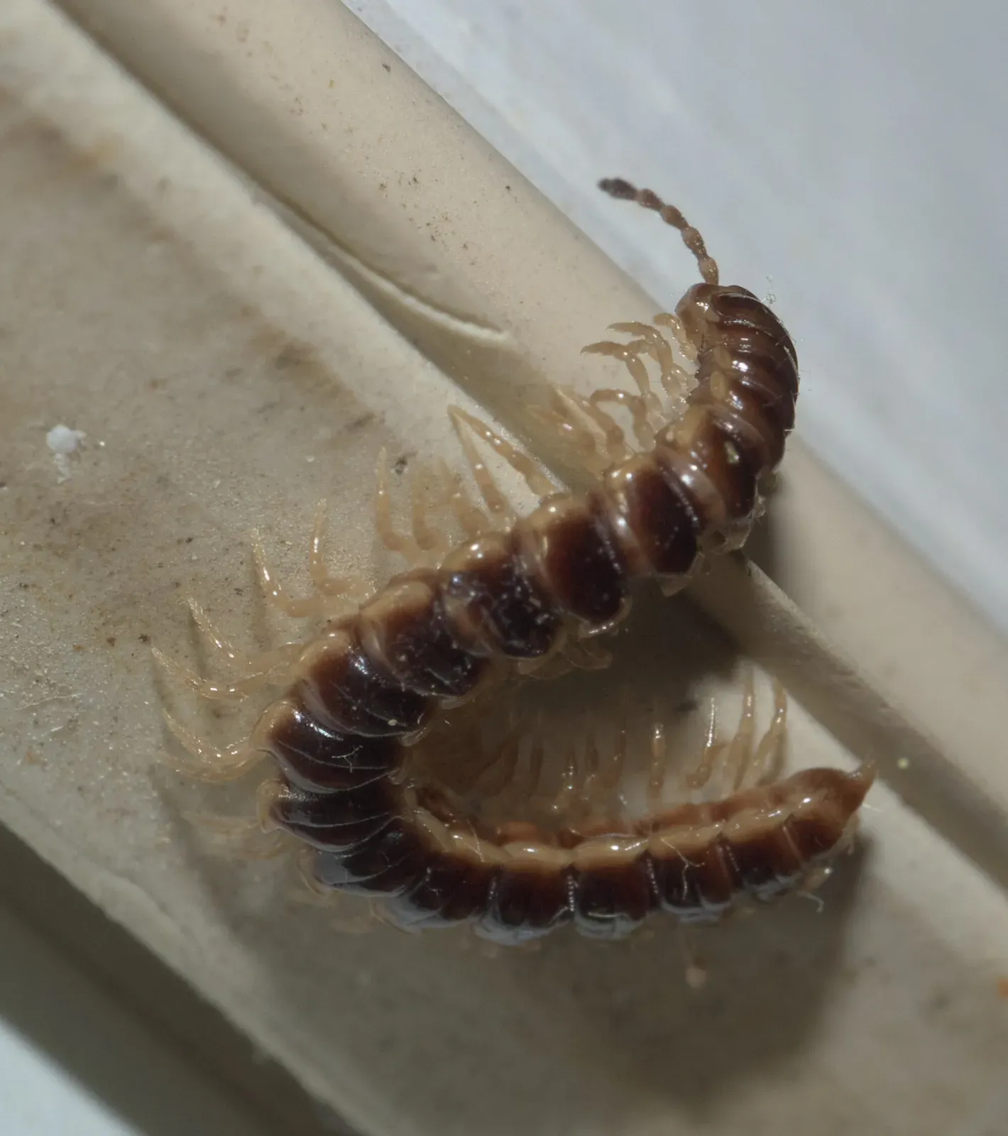 A greenhouse millipede curling along the track of a window frame indoors