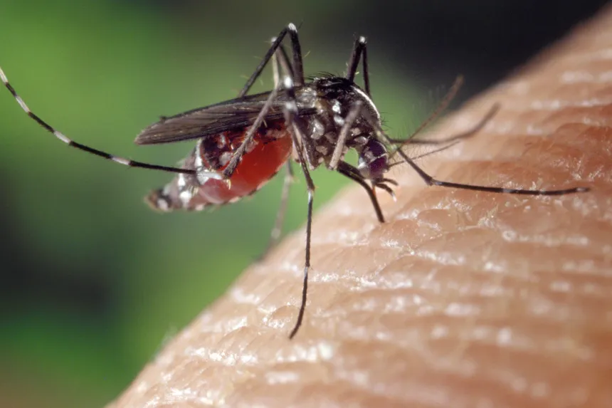 Asian tiger mosquito with white-striped legs feeding on skin