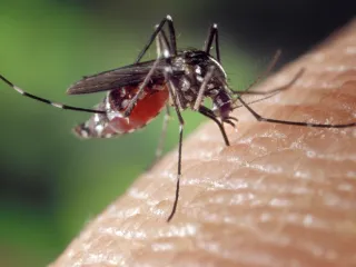 Photo: James Gathany, CDC, Public domain, via Wikimedia Commons Asian tiger mosquito with white-striped legs feeding on skin