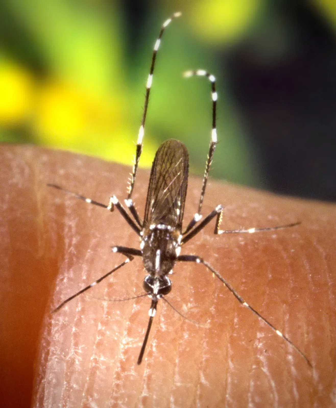 An Asian tiger mosquito with black and white striped legs biting the tip of a finger