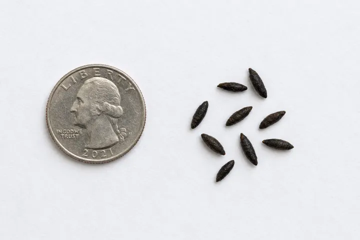 Mouse droppings next to a quarter