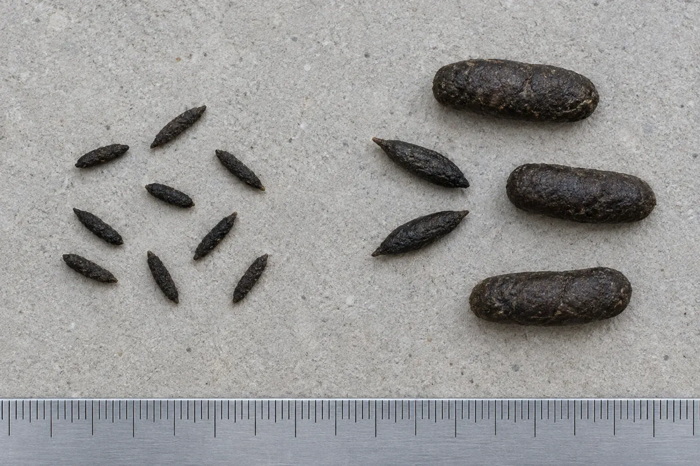 Small pointed mouse droppings, two medium roof rat droppings with pointed ends and three thick blunt Norway rat droppings beside a ruler