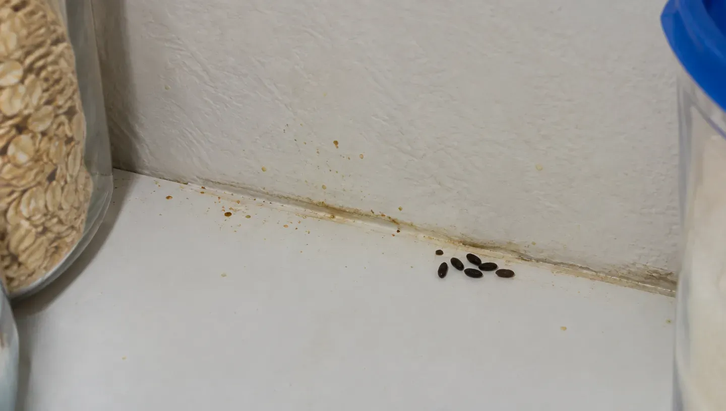 Tiny yellowish-brown urine spots and a faint smear along the back of a pantry shelf, with a few small mouse droppings