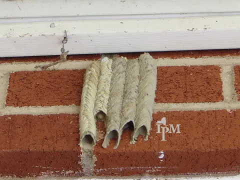 Several long mud dauber tubes built side by side on a brick wall under white trim
