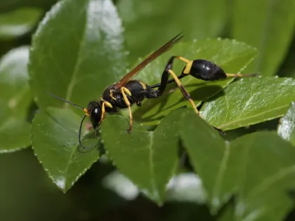 A black and yellow mud dauber wasp with a long, thread-thin waist on green leaves