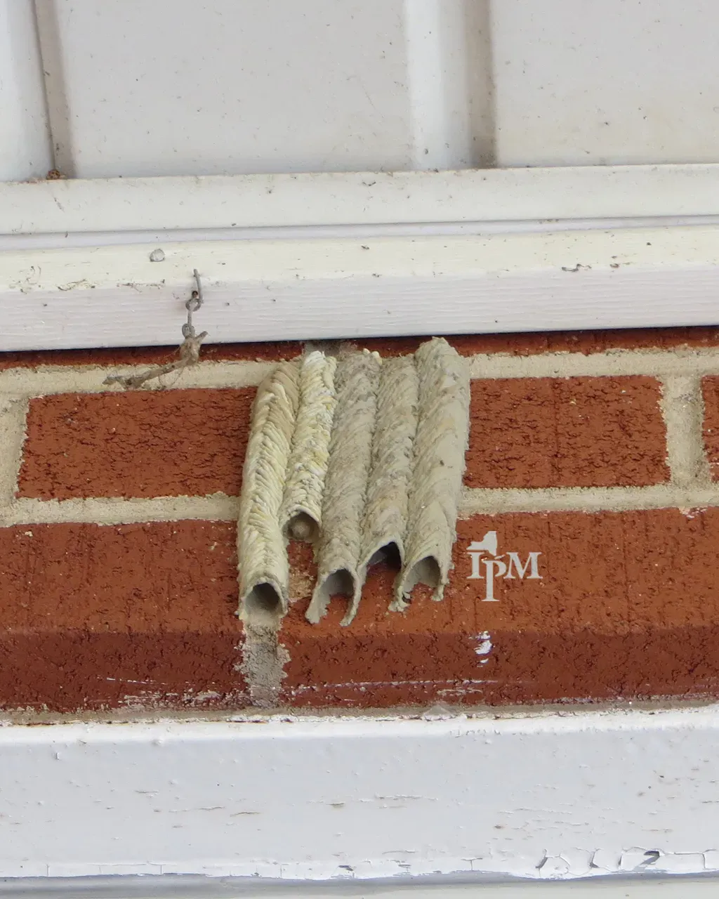 Several long mud tubes built side by side on a brick wall under a window ledge