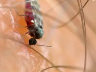 Photo: Dunpharlain, CC BY-SA 4.0, via Wikimedia Commons A tiny biting midge with mottled wings feeding on skin among leg hairs