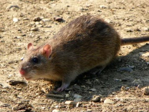 A stocky brown Norway rat with small ears and a thick tail on bare ground