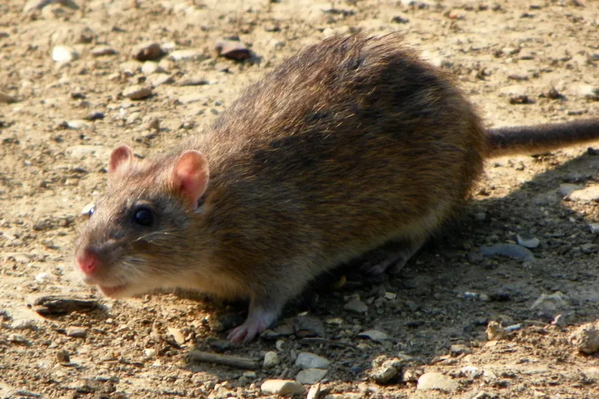 A stocky brown Norway rat with small ears and a thick tail on bare ground