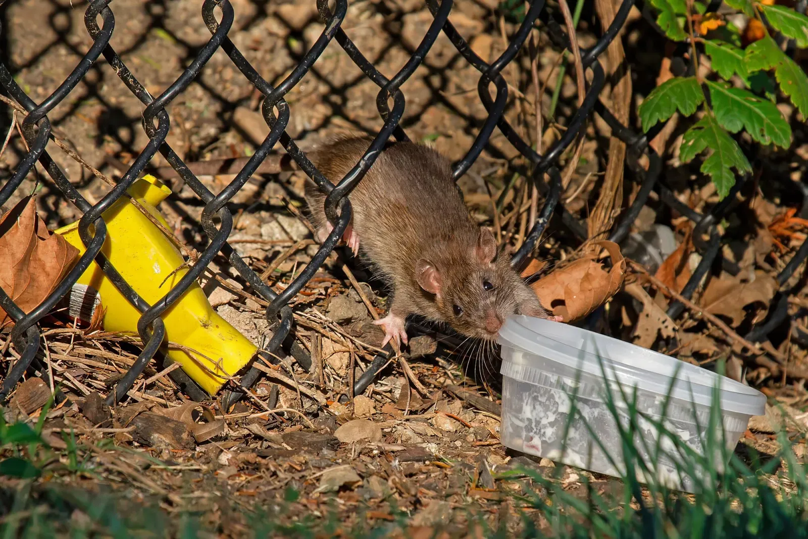 A brown rat at the base of a chain-link fence, next to litter and an empty food container