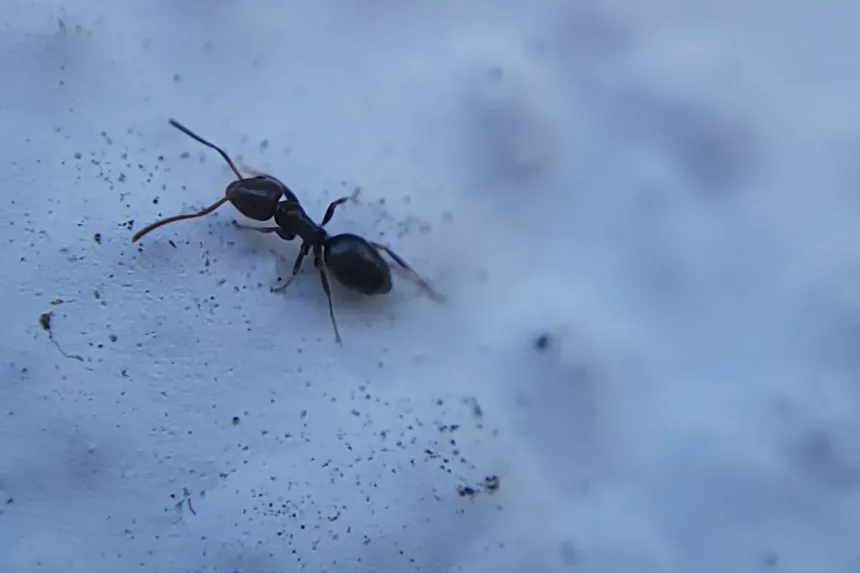 A small dark brown odorous house ant on a pale blue surface