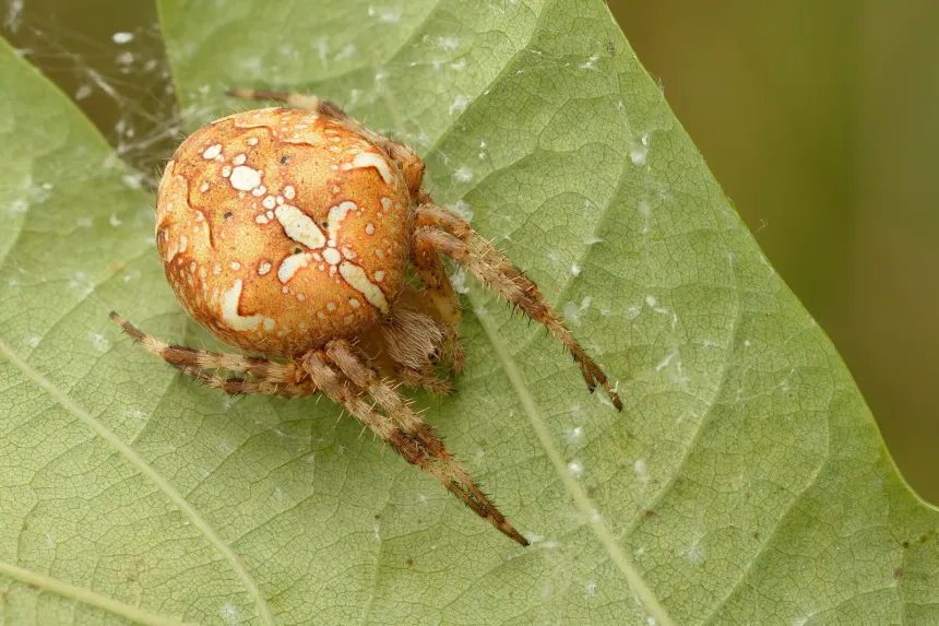 A round orange-brown cross orb weaver spider with white markings on an oak leaf