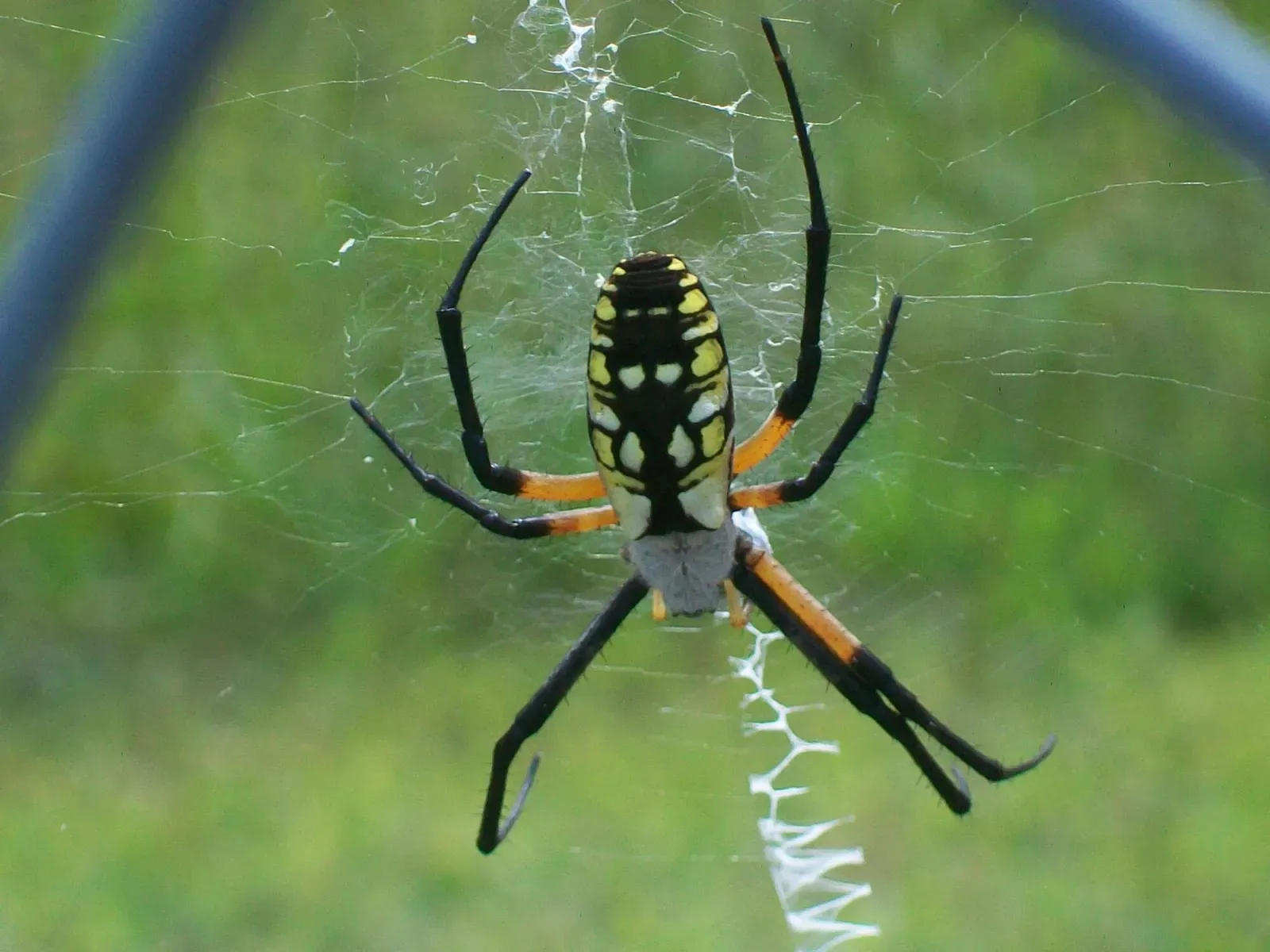 A black and yellow garden spider in the center of its web, with a white zigzag band, in a garden