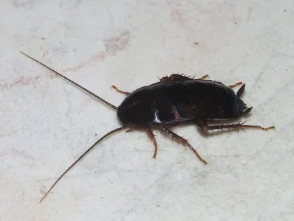 A shiny, nearly black oriental cockroach with short wing pads on a pale stone floor