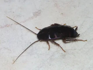 A shiny, nearly black oriental cockroach with short wing pads on a pale stone floor