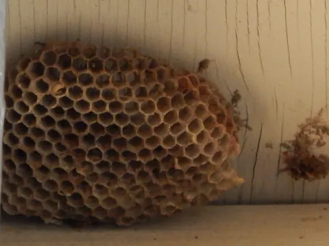 An open, honeycomb-like paper wasp nest of brown cells attached under a wooden overhang