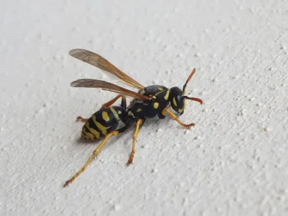 A yellow and black European paper wasp with orange antennae on a pale wall