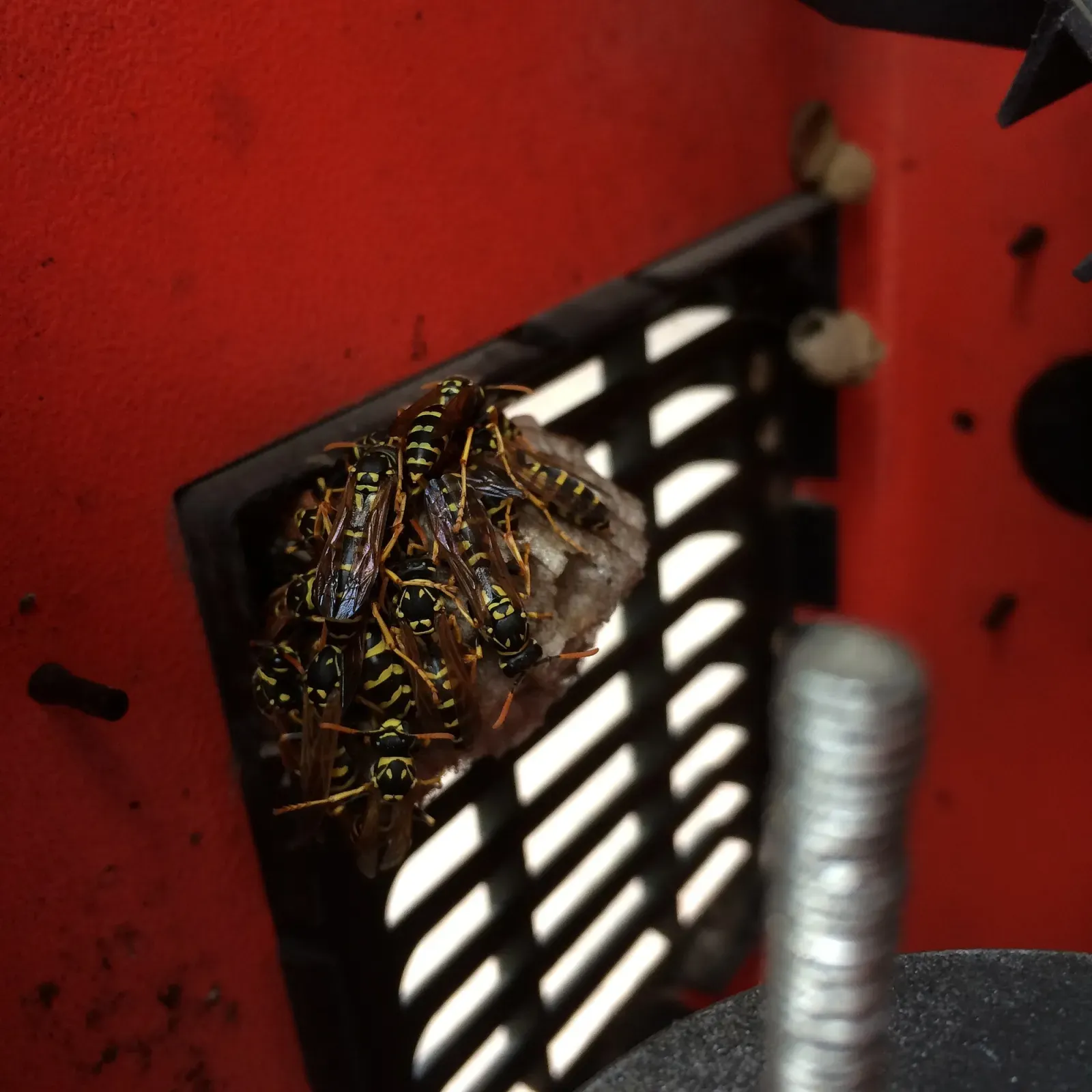 Paper wasps on a small open comb built inside the vent of a red outdoor grill