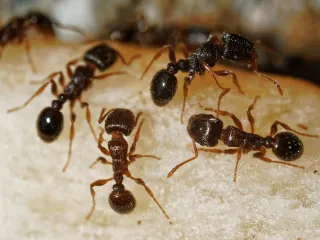 Photo: Bradley Rentz, CC BY-SA 4.0, via Wikimedia Commons Several small dark brown pavement ants foraging on a pale surface