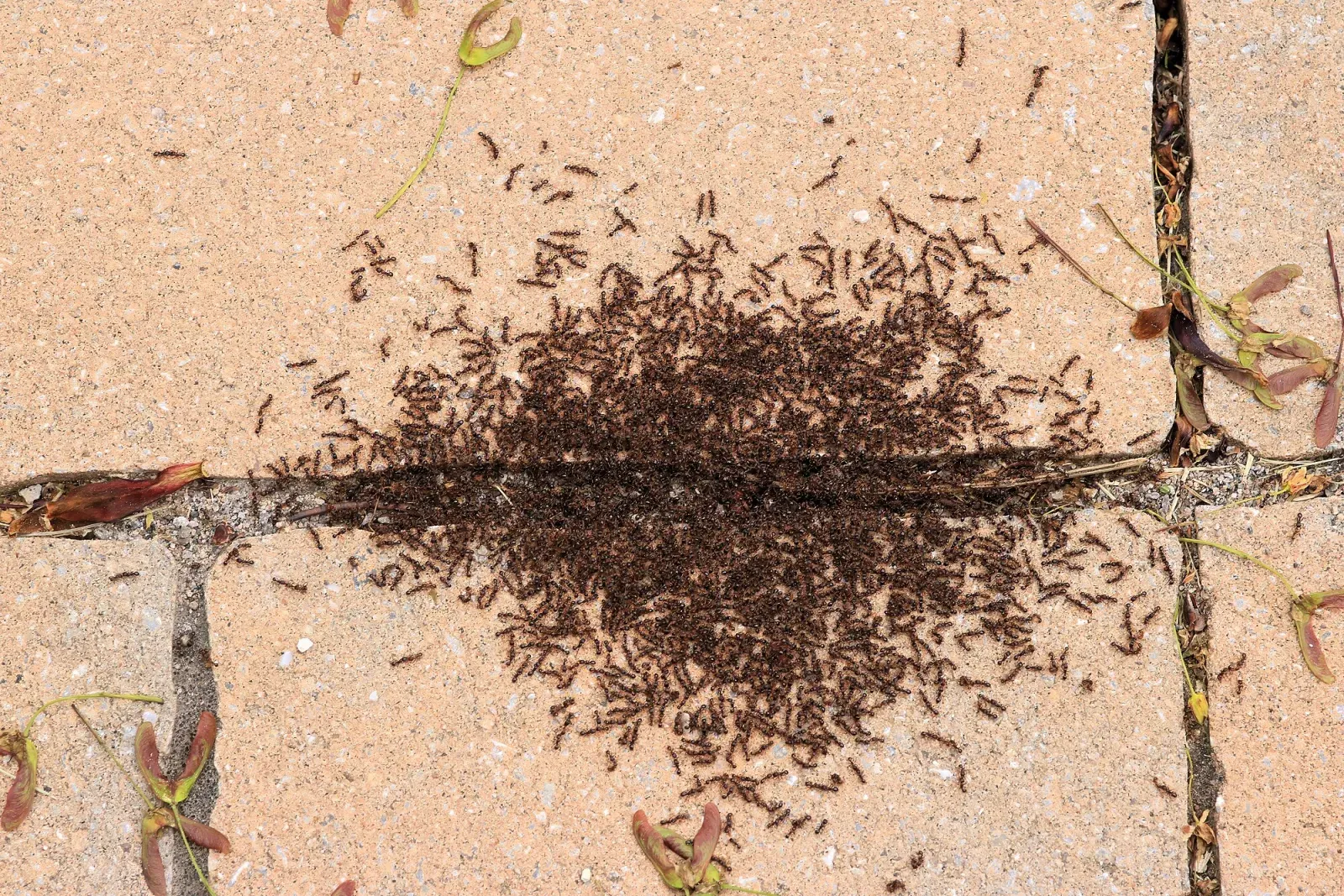 A dense dark patch of thousands of pavement ants on a brick patio between the joints