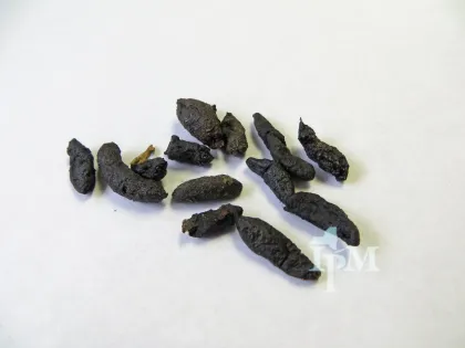 Rodent droppings: dark, rod-shaped pellets on a white surface