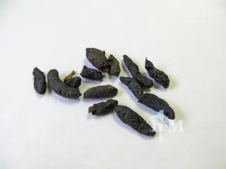 Photo: NY State IPM Program at Cornell University from New York, USA, CC BY 2.0, via Wikimedia Commons Rodent droppings: dark, rod-shaped pellets on a white surface