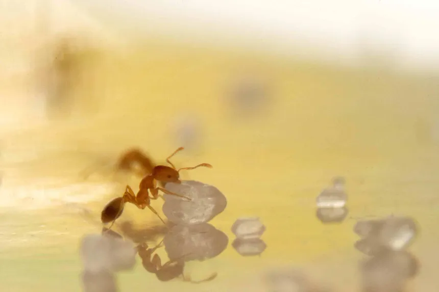 A tiny pale yellow pharaoh ant holding a single sugar crystal