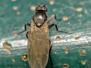 Photo: Martin Cooper, CC BY 2.0, via Wikimedia Commons A small humpbacked phorid fly perched on the green lid of a compost bin