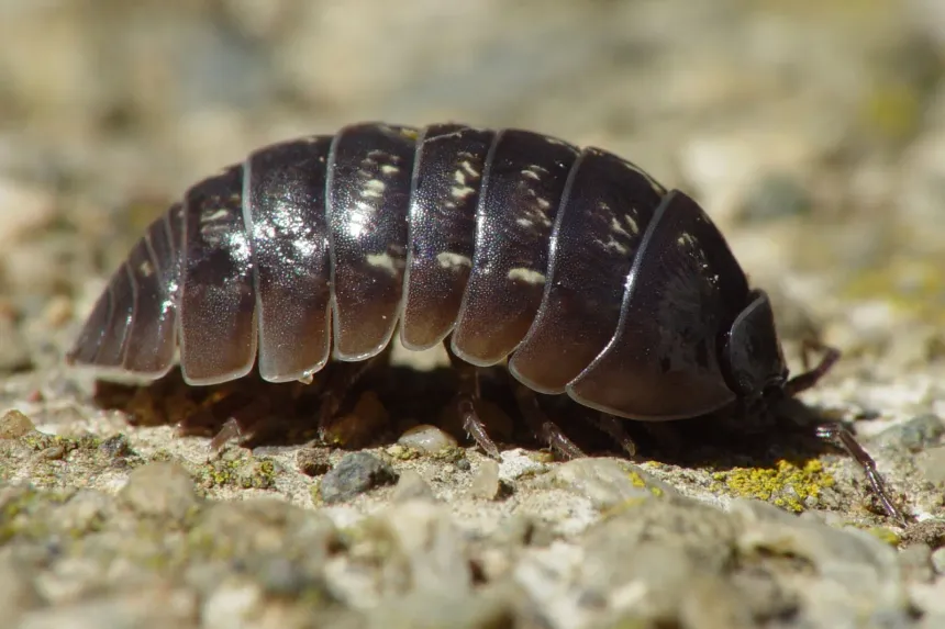 A dark gray pill bug with a rounded, segmented shell on a rock