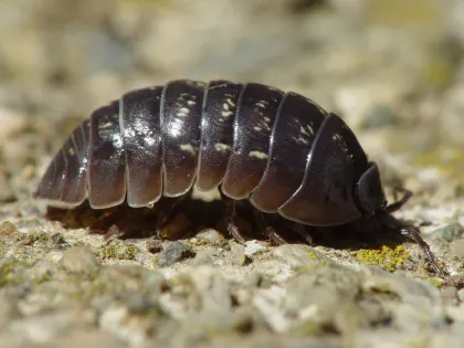 A dark gray pill bug with a rounded, segmented shell on a rock