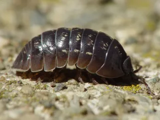 A dark gray pill bug with a rounded, segmented shell on a rock