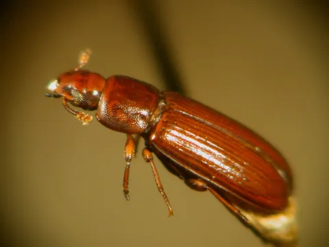 A red flour beetle, a slender, flat reddish-brown beetle