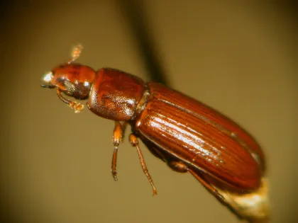A slim reddish-brown red flour beetle on a dark background