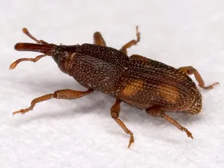 Photo: Olaf Leillinger, CC BY-SA 2.5, via Wikimedia Commons A small dark brown rice weevil with a long snout on a white surface