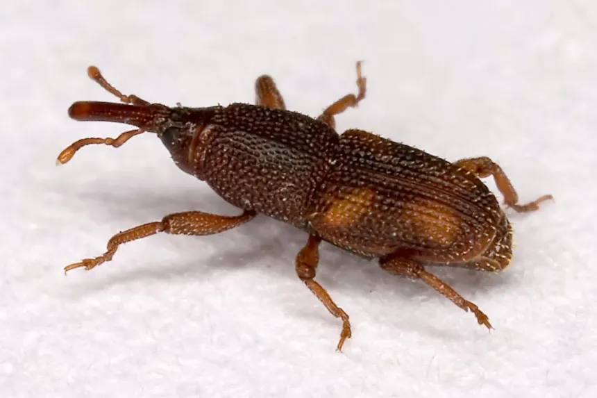 A small dark brown rice weevil with a long snout on a white surface