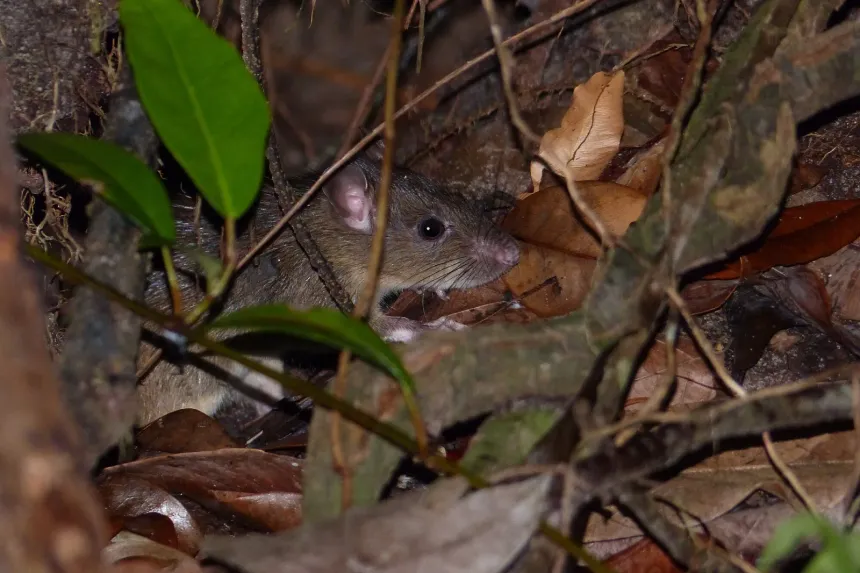 A slim gray-brown roof rat with large ears and dark eyes peering out from leaves
