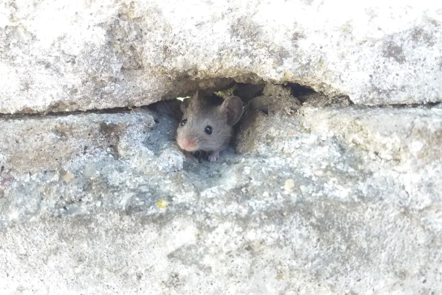 A house mouse peeking out of a gap in a wall