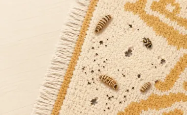 Illustration: top-down close view of evidence of carpet beetles on a rug edge: hollow bristly shed larval skins, small irregular holes in wool, tiny droppings, one small spotted beetle.