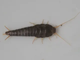 Silverfish with a silvery, carrot-shaped body, three tails and long antennae