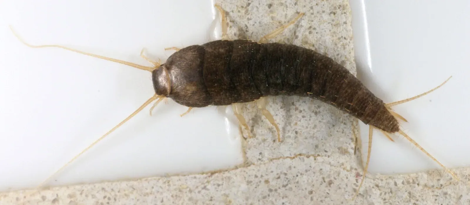 A silvery-gray silverfish crossing a white tiled wall at the grout line