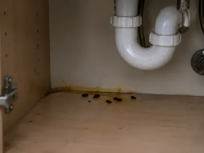An open cabinet under a kitchen sink with mouse droppings along the back edge