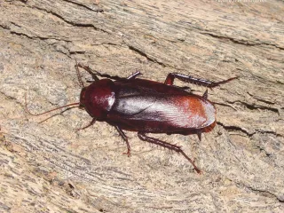 A uniformly dark mahogany smokybrown cockroach on a weathered wooden surface