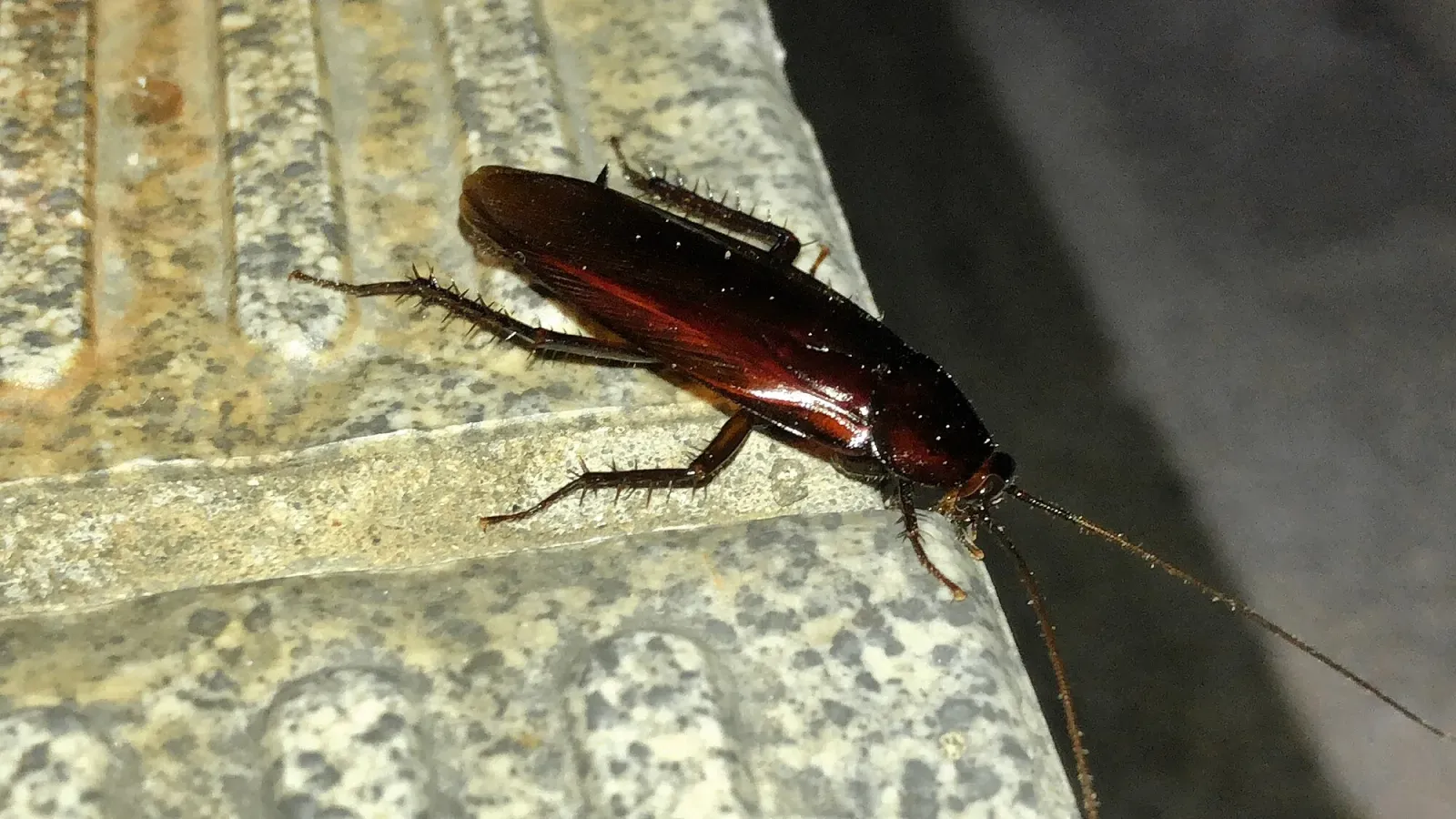 A large dark brown cockroach walking across a concrete step at night