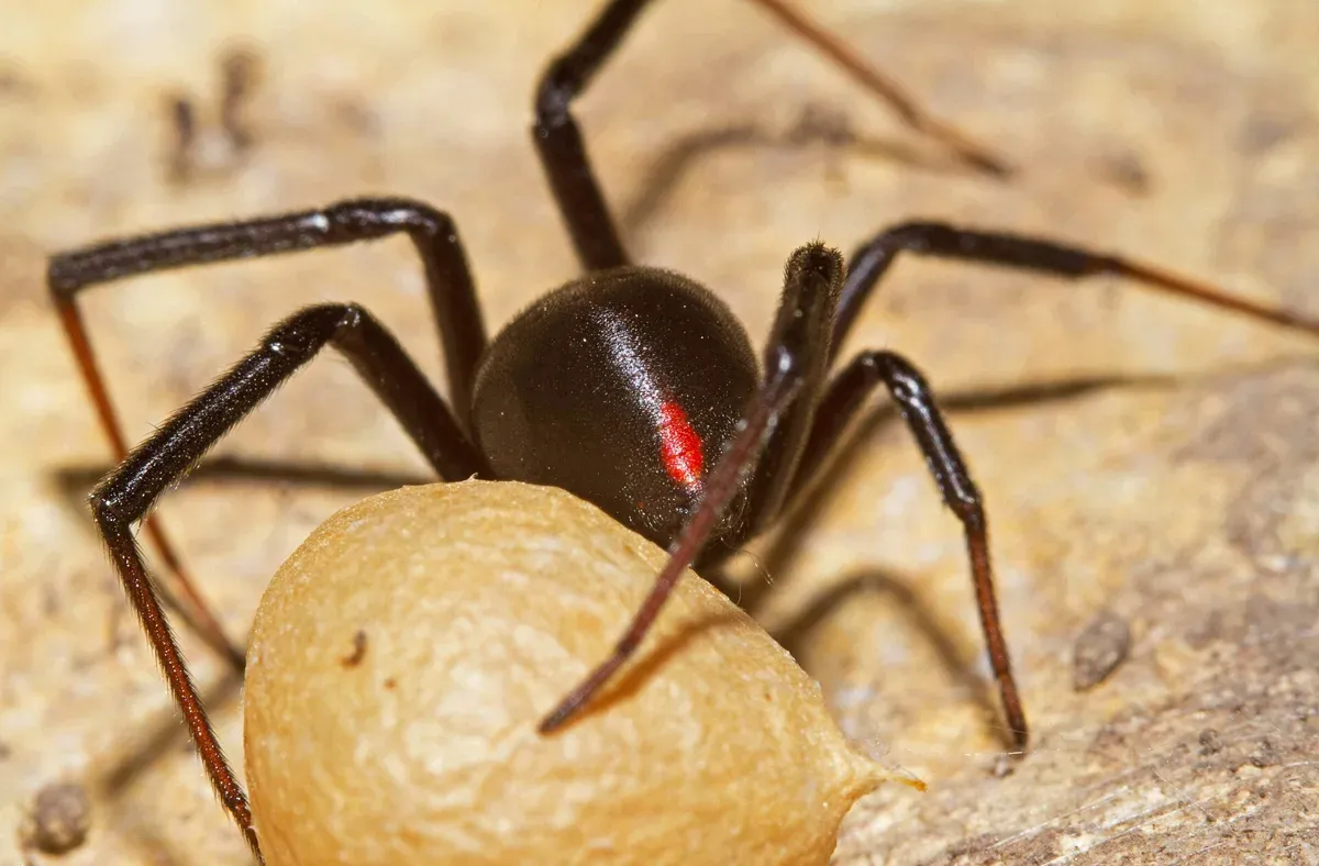 A black widow spider with a red mark on its abdomen beside a large round tan egg sac