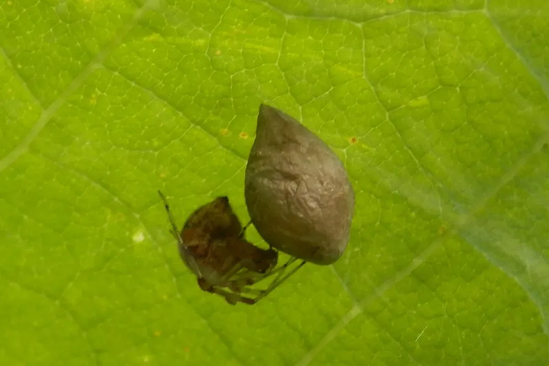A common house spider beside its brown, teardrop-shaped egg sac
