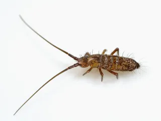 Photo: AJC1, CC BY-SA 2.0, via Wikimedia Commons A slender brown springtail with long antennae on a white background